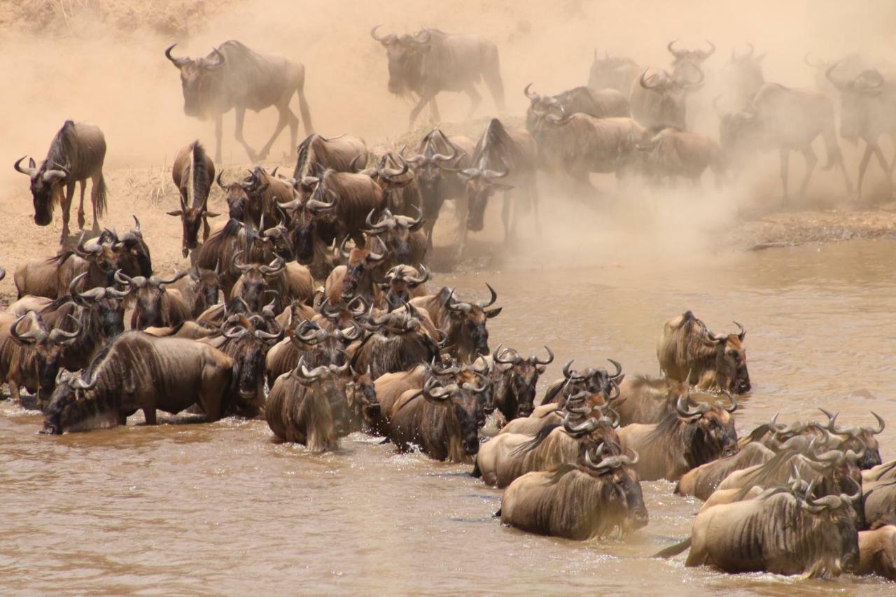 Gnu Mara River Camp Serengeti Eksteriør billede